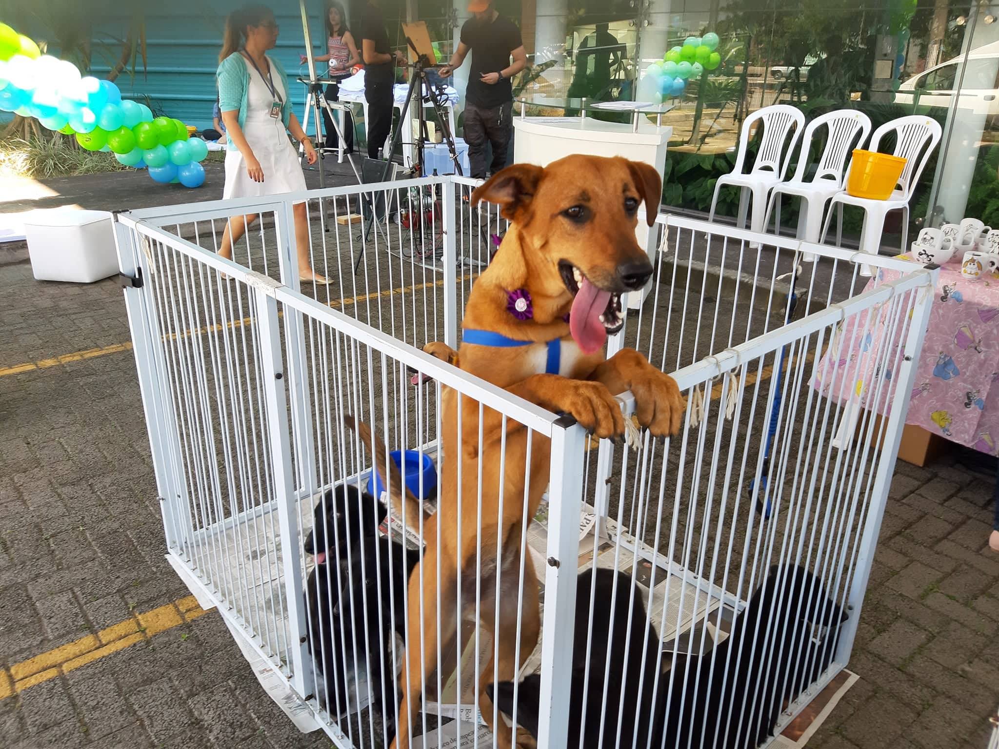 Prefeitura de Mauá promove nova edição da Feira de Adoção animal