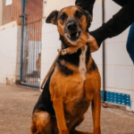 Fotos: Brenner Oliveira/PMSBC