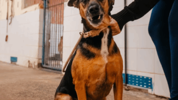 Fotos: Brenner Oliveira/PMSBC